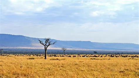 「アウト・オブ・アフリカ」：壮大なサバンナの情景と禁断の愛に胸を締め付けられる！